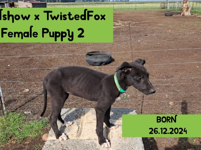 Female Puppy 2 - Roadshow x Twisted fox