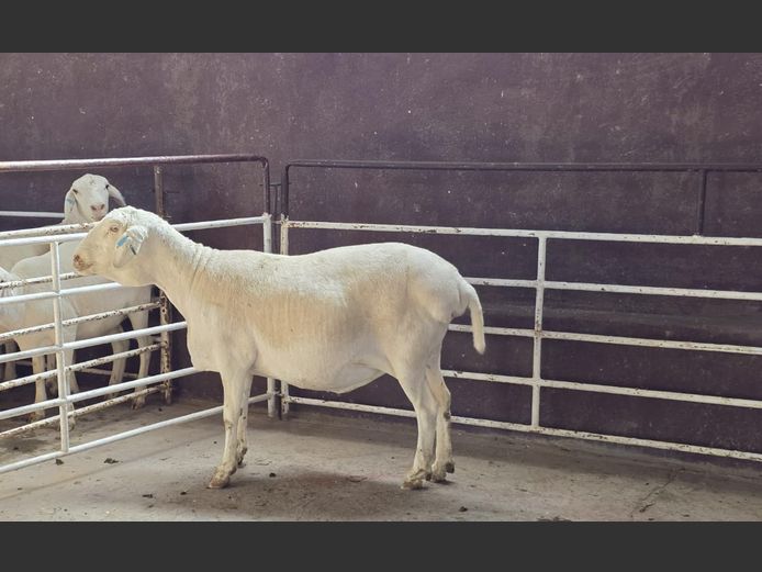 139 24 0201 | MNR. PR WIESE H/A BULBERG BDY