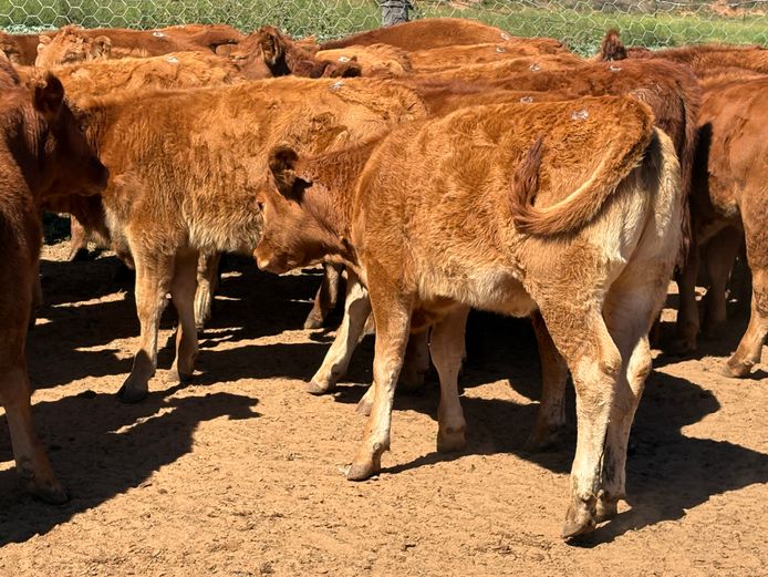 Heifers | Paradoxus