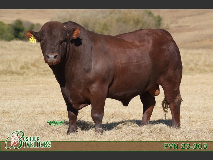 PVN230305 | Boshoek Bovelders