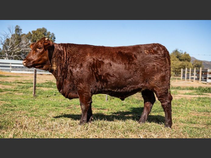 BR  230043 | P.J. NIEMAND