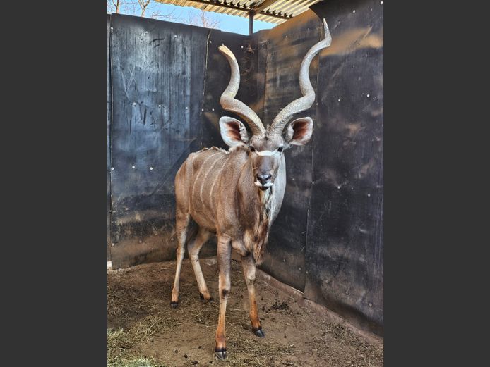 KUDU | DAGBREEK