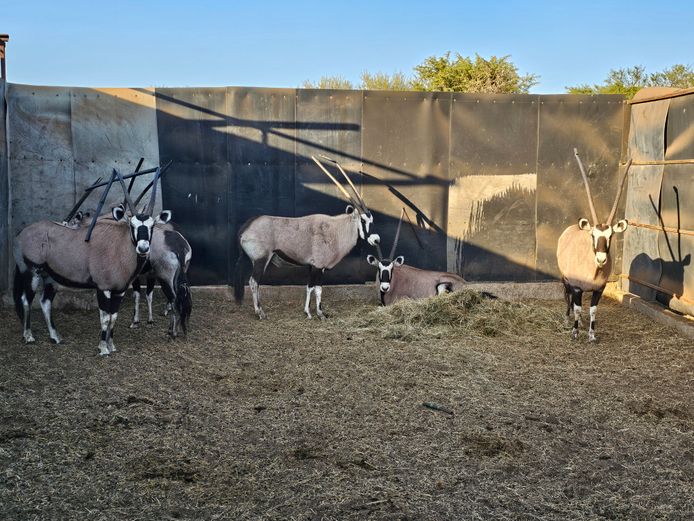 GEMSBOK | MHEMBWE