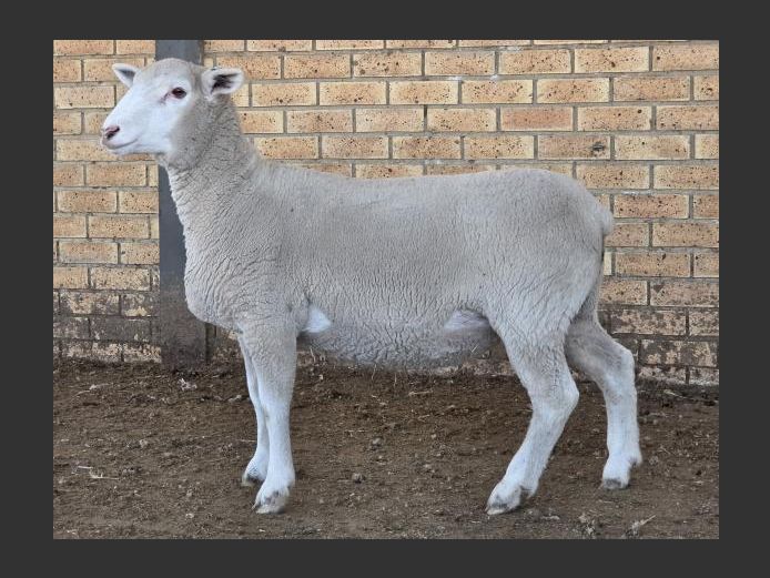 DO 250209 | DE DIEU IDF