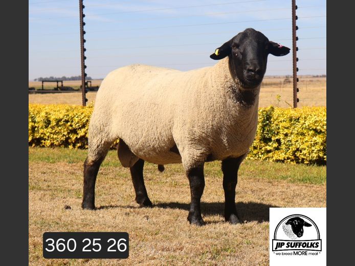 360250026 | J.I. POTGIETER