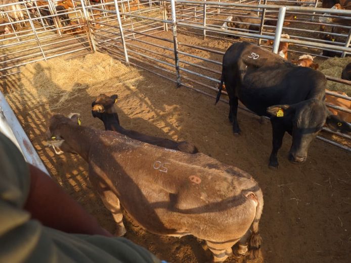 VAN NIEKERK PJ | DAIRY CATTLE 