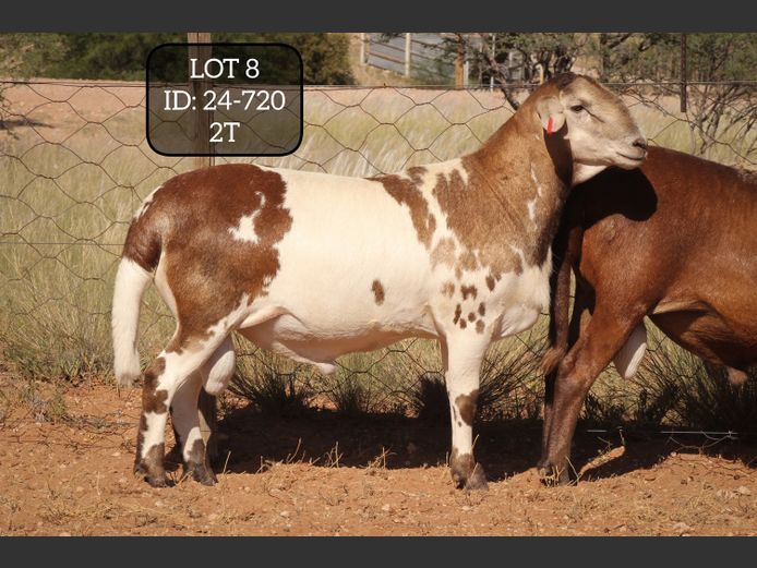 24-720  | MAKKA LOUWRENS MEATMASTERS