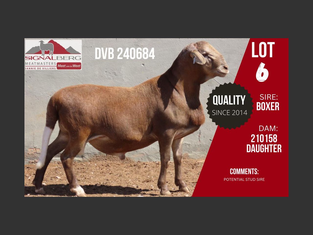 Lot 6 | SIGNALBERG MEATMASTERS 12TH MEATMASTER RAM AUCTION | SwiftVEE ...