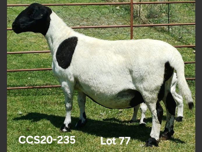 CCS 20-235 | Aucamp Meatmaster