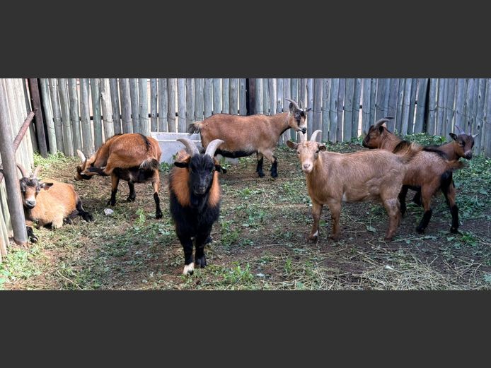 Cameroon Dwergbokkies