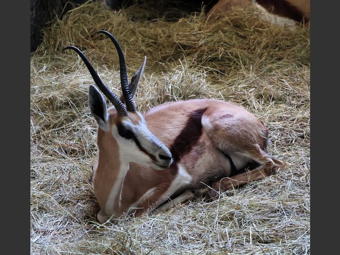 KALAHARI SPRINGBOK | AL BADENHORST