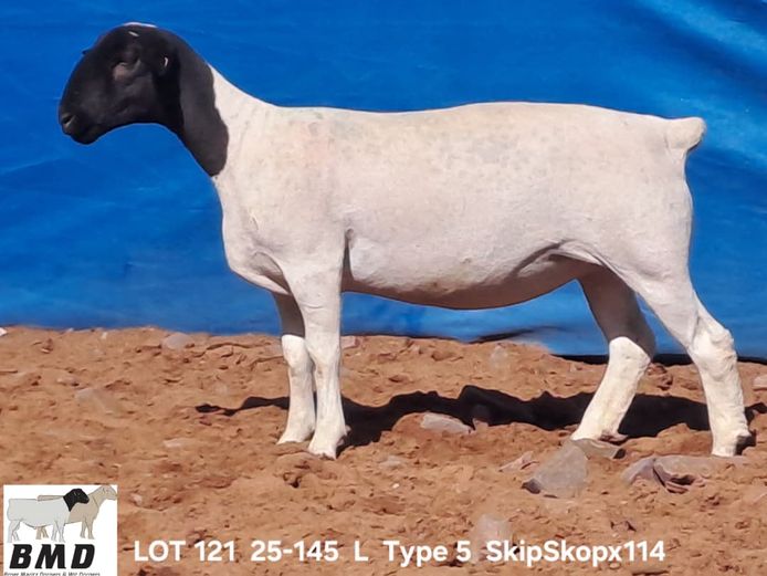 25-145 | BROER MARITZ DORPERS