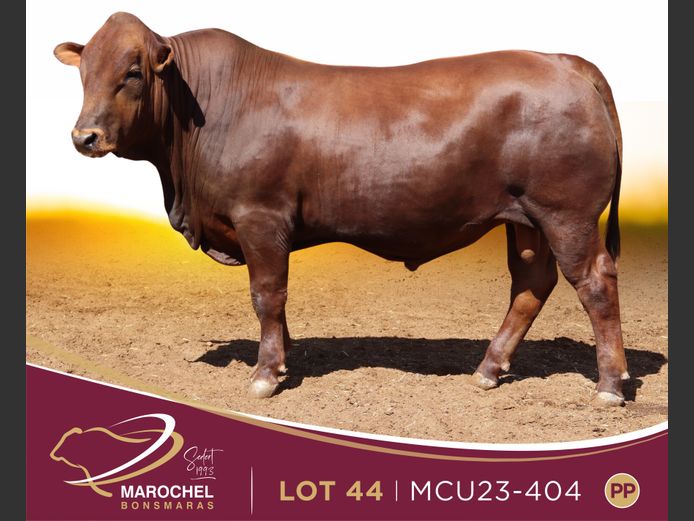 MCU 230404