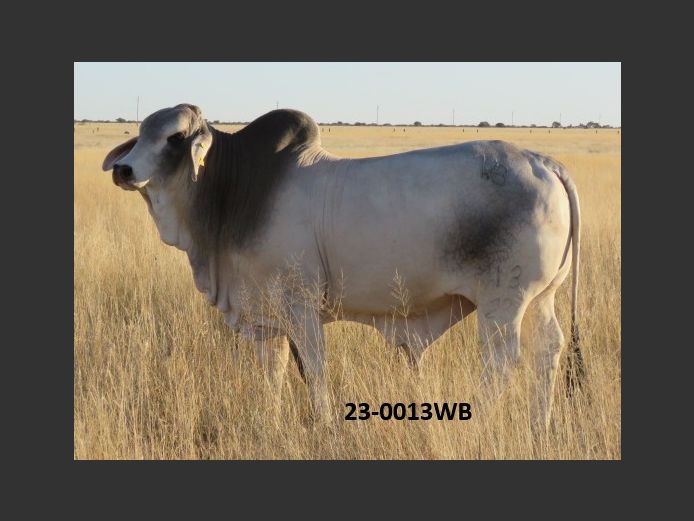 23-0013WB | WOKUMA BRAHMAN