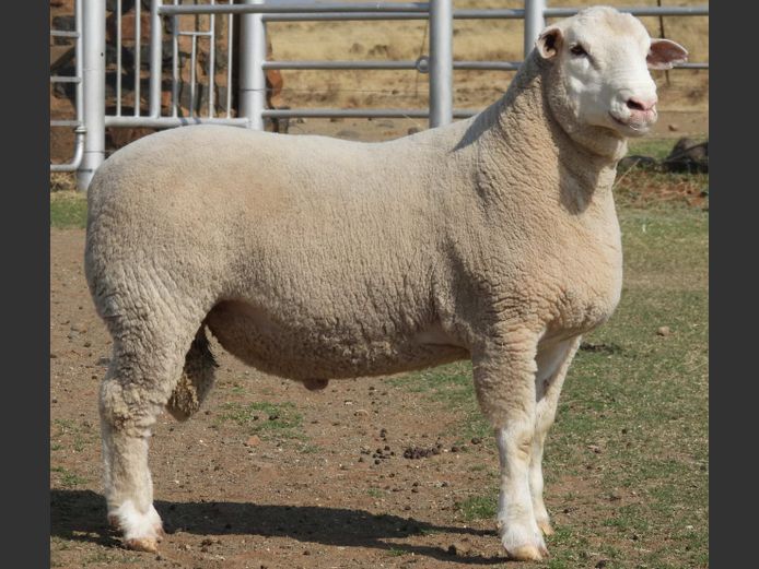 MK 240058 | M. KLOPPER