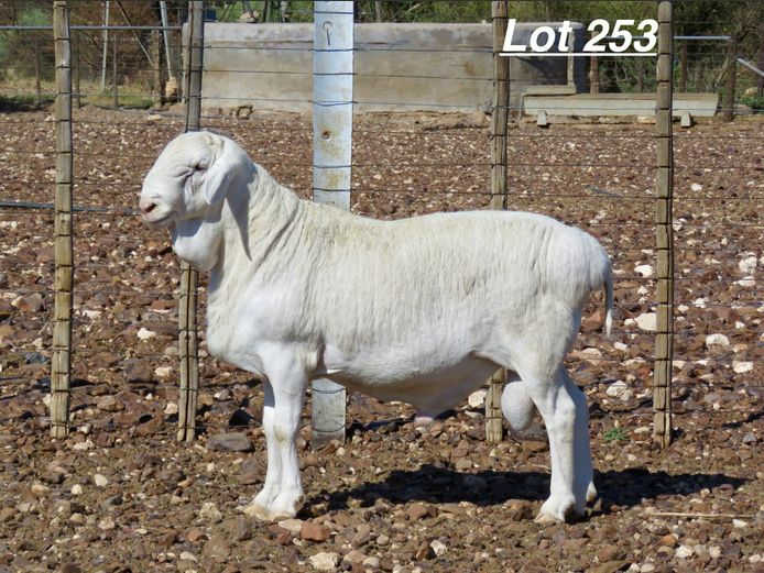 4317 | Louis van Rensburg