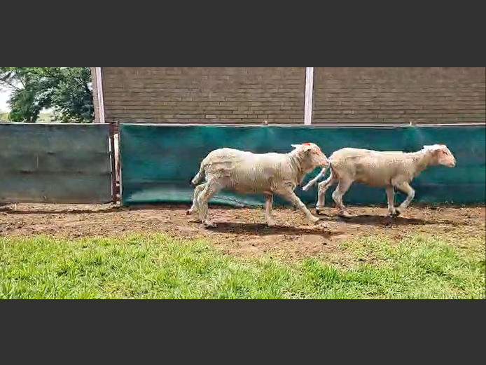 VLEISMERINO VETLAMMERS