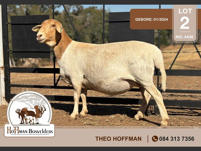4436 | HOFFMAN BOSVELDERS