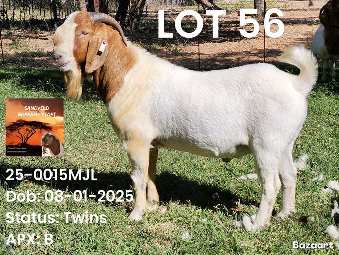 25-0015MJL | Sandveld Boerbok Stud