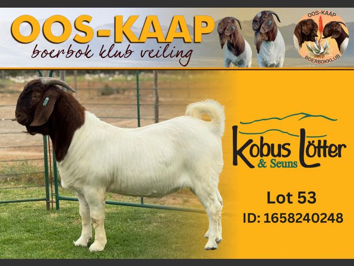 24-248 | Kola Lotter