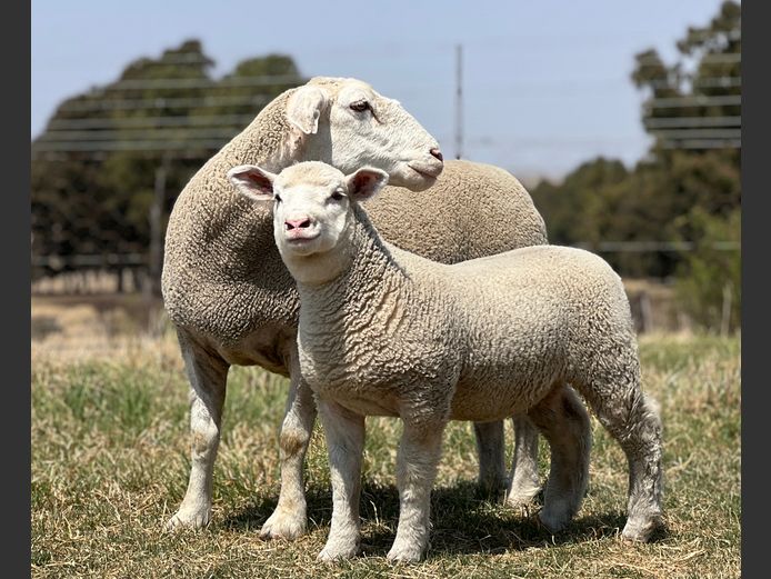 Commercial Animals | JOHANDRI DORMERS