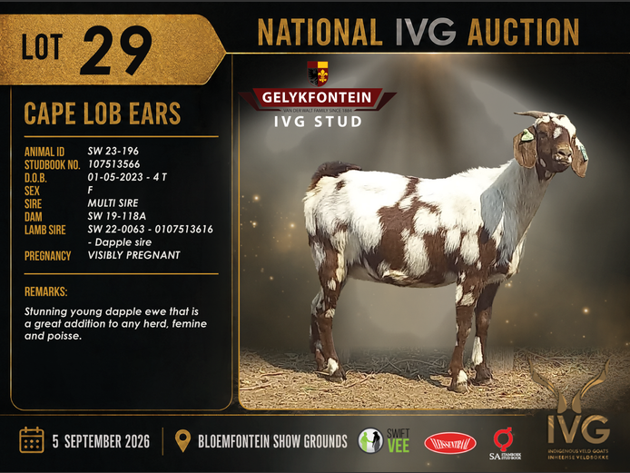 SW23-196 | GELYKFONTEIN STUD