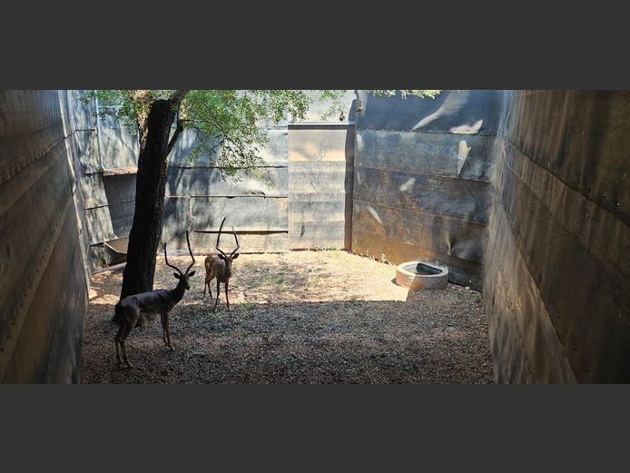 ROOIBOKKE | KUDU RANCH