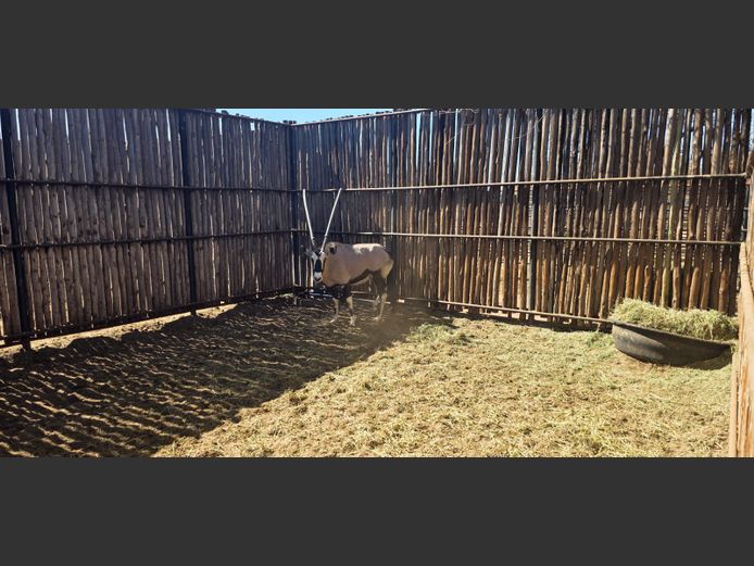GEMSBOK | HANLEY