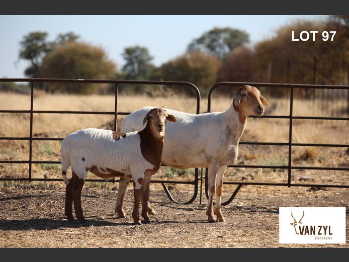 21-143 | VAN ZYL BOERDERY BOSVELDERS