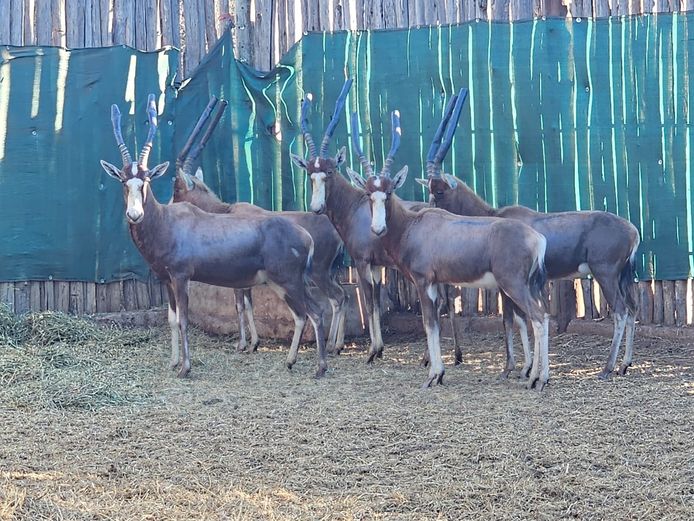 BLESBOK | DITJABE