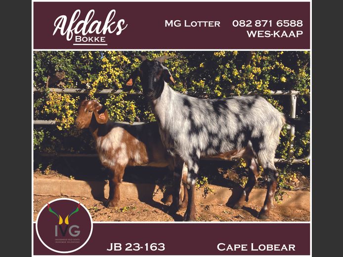 JB 23 - 163 | Afdaks Bokke, Mg Lotter -SA Goat Genetics