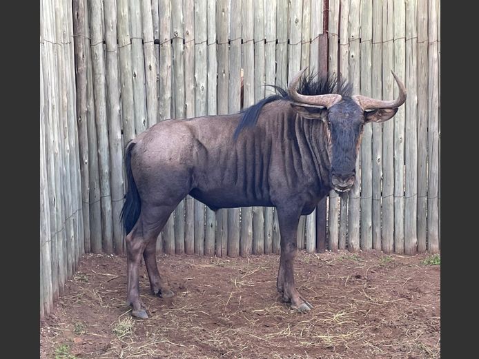 Blouwildebees