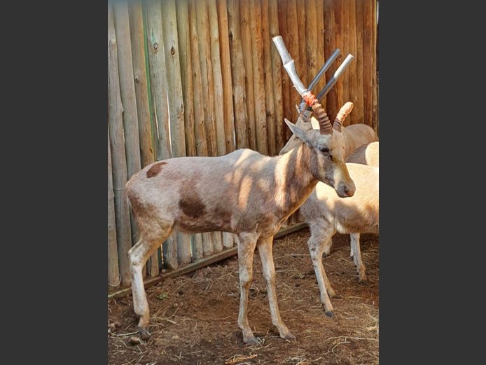 Blesbok Wit | Straus 
