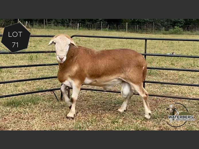 Ram | Waterberg Meatmaster