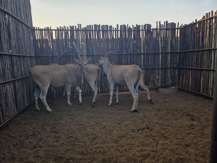 ELAND | HANLEY