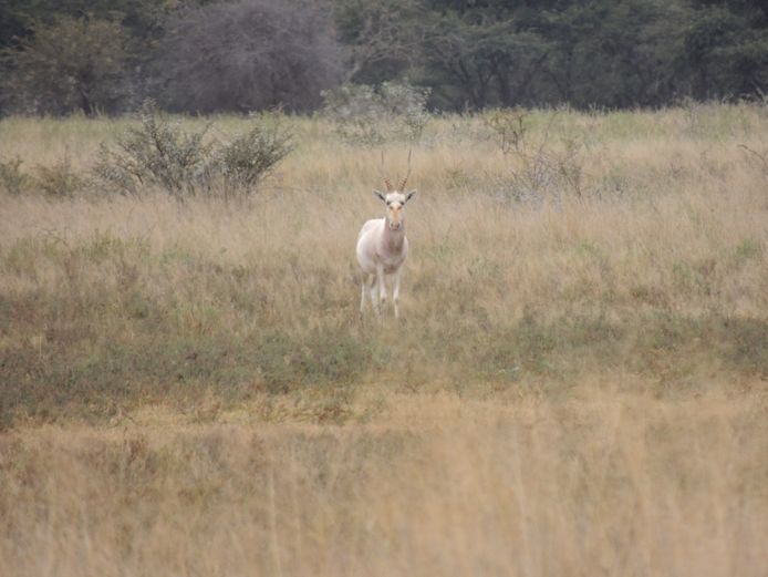 WIT BLESBOK RAM