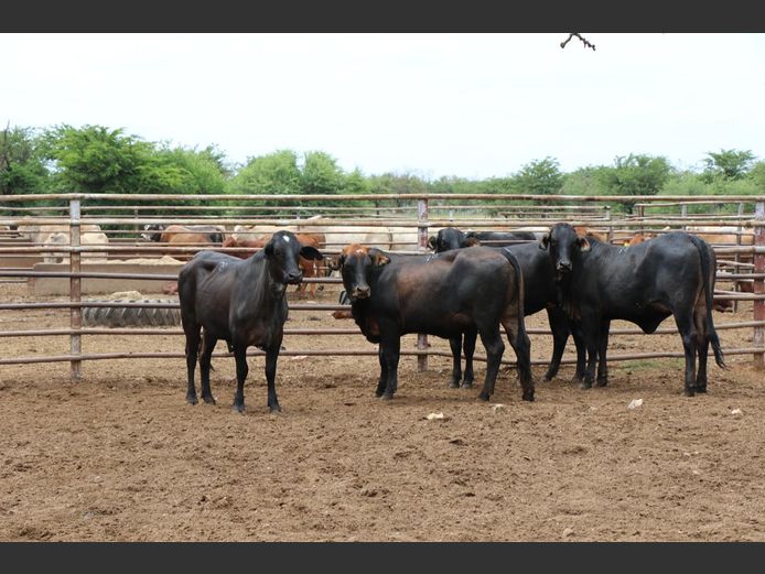 Commercial Animals | JP du Preez