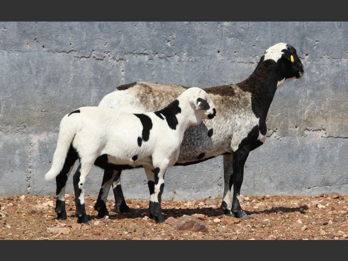 CRL 20.302 | Riaan Liebenberg - Hanri Meatmasters, Upington