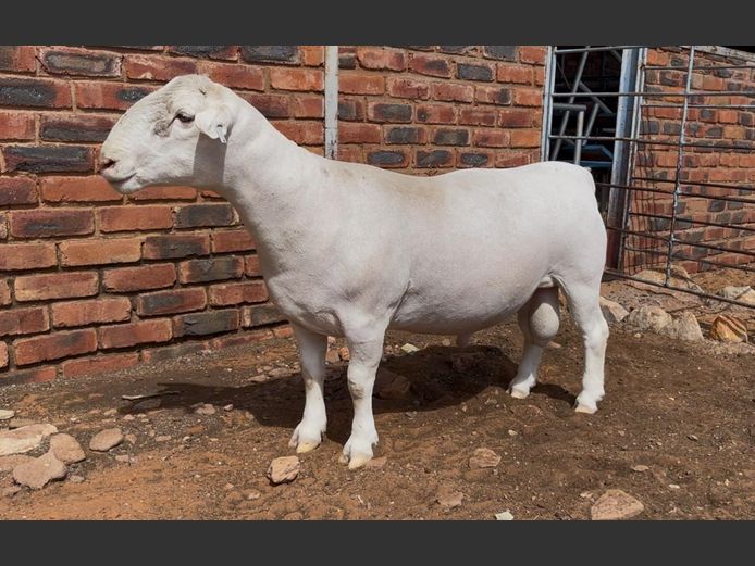 Johan Maritz jr. Witdorpers