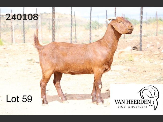 24-108  |  Ivan Van Heerden