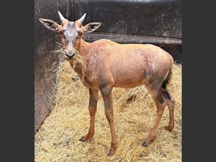 Tsessebe
