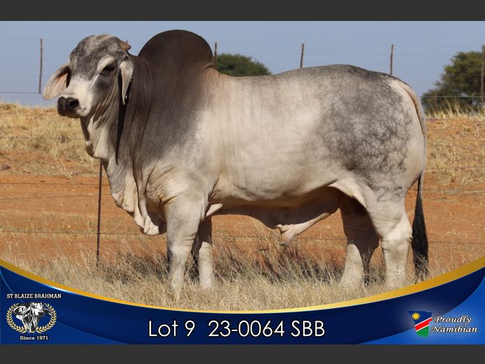 23-0064 SBB | ST BLAIZE BRAHMAN