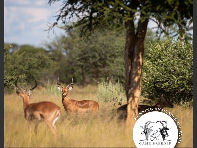 Impala Mature Males | WATERBERG PLATO GAME BREEDERS