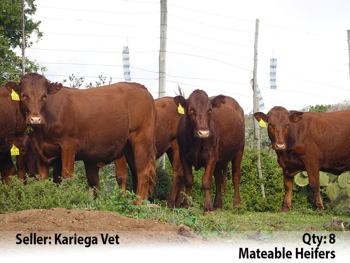 Commercial Animals | Kariega Vet