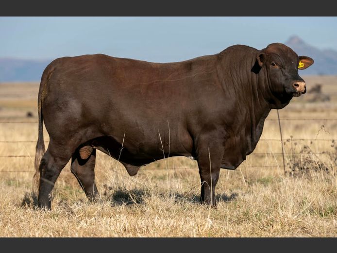 SP 230058 HH | PINEKLOOF TRUST