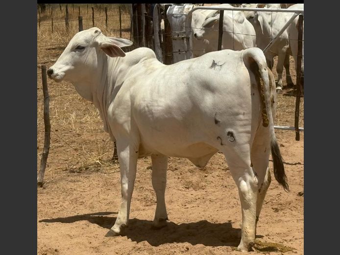 23-0004BH | PANGII BRAHMANE