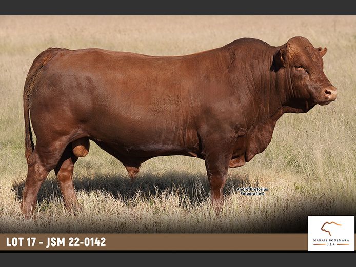 JSM220142 | MARAIS BONSMARAS