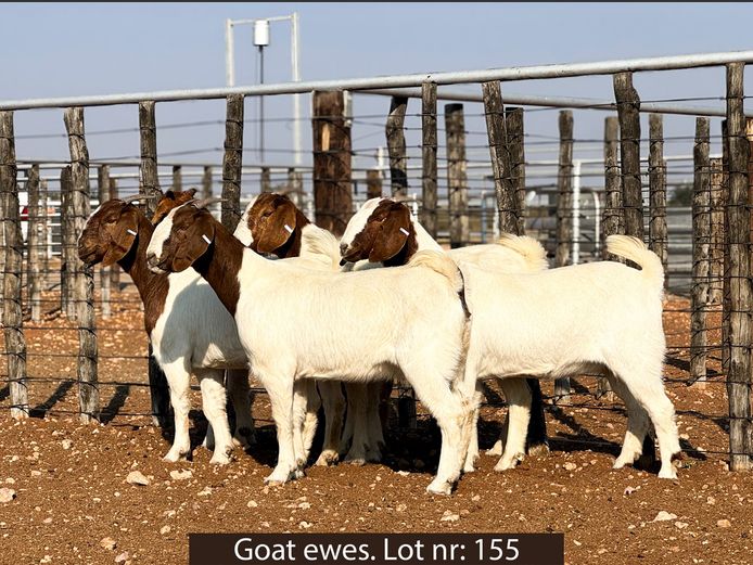 COMMERCIAL EWES | George Pearson
