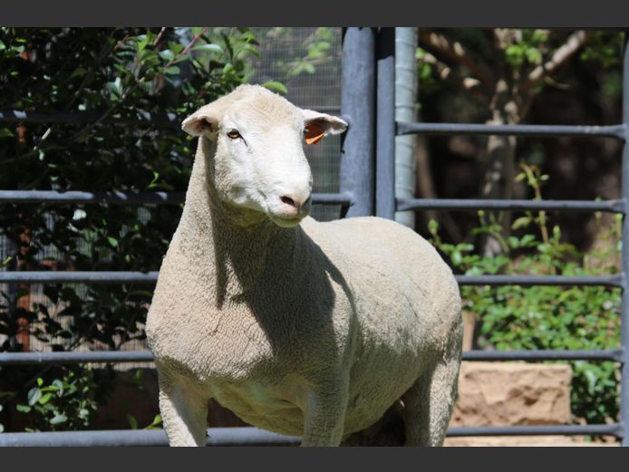 DZ 240269 | 2 STEYNS BOERDERY