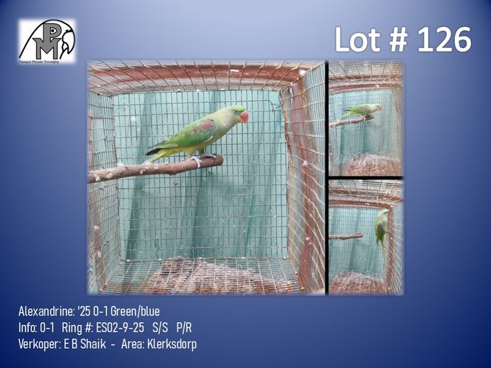 0-1 '25 Alexandrine: Green/blue - E B Shaik